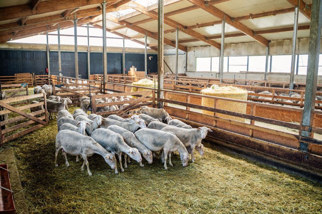 2025. a avatud talude päeva avaüritus Viinamärdi talus. Foto: Siim Kingisepp / Regionaal- ja Põllumajandusministeerium. DSC07006